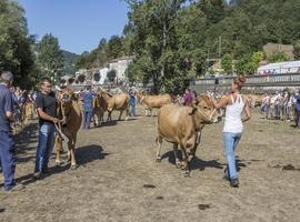 Medio millar de reses para la feria ganadera de San Martín