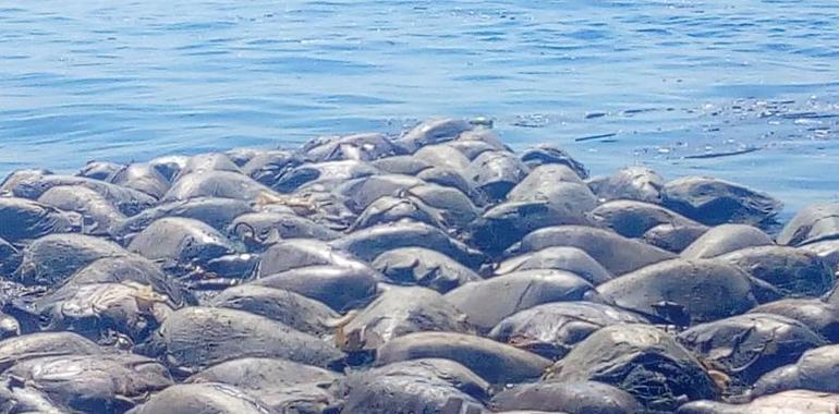 Tresmallos prohibidos matan cientos de tortugas protegidas en Oaxaca