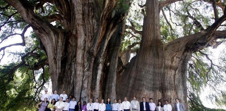 Estrategias para manejo de bosques ante impactos económicos y de cambio climático 