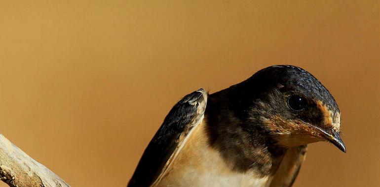 La radiactividad de Chernóbil mermó la abundancia de las aves más anaranjadas