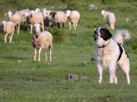 Uniovi: Estudio científico aconseja perros de pastoreo en vez de exterminar lobos