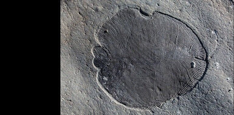 Así es Dickinsonia, el primer animal conocido que pobló la Tierra 