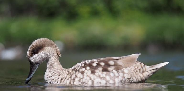 Especies en peligro de extinción desahuciadas de la costa por el ladrillo