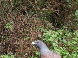 El urogallo, al borde de la extinción en la parte oriental de la Cordillera Cantábrica