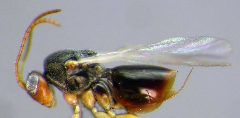 El CSIC descubre ocho nuevas especies de avispas en Panamá