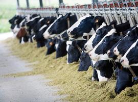 Eliminar la ganadería industrial ayudaría a frenar el cambio climático y a alimentar a millones de personas