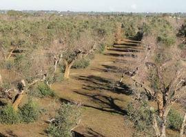 El CSIC y el sector del olivar aúnan fuerzas para luchar contra la bacteria ‘Xylella fastidiosa’