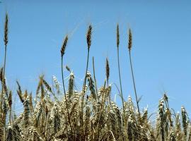 El CSIC cataloga el 85% de los genes de uno de los cromosomas del trigo
