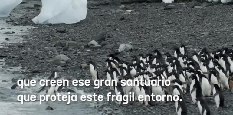 Greenpeace celebra el apoyo del Gobierno español a la creación del Santuario Antártico