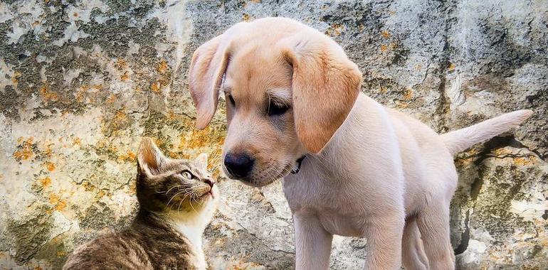 ¿Cuánto nos cuesta alimentar a nuestras mascotas  