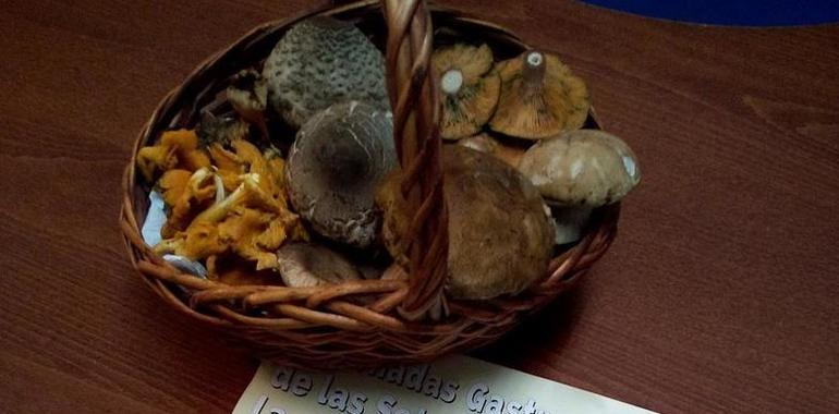 IV jornadas gastronómicas de las setas silvestres de otoño en Avilés
