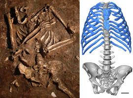 Primera reconstrucción en 3D de la caja torácica de un neandertal 