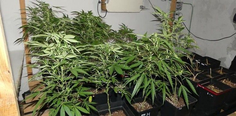 Desmantelado un laboratorio con más de 100 plantas de marihuana en San Martín 