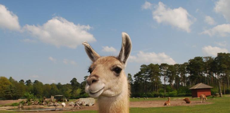 La llama andina revela el secreto contra la gripe