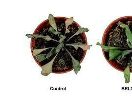 Descubren como generar plantas más resistentes a la sequía sin perjuicio de su crecimiento