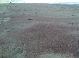 Millones de pequeños crustáceos muertos en las playas asturianas