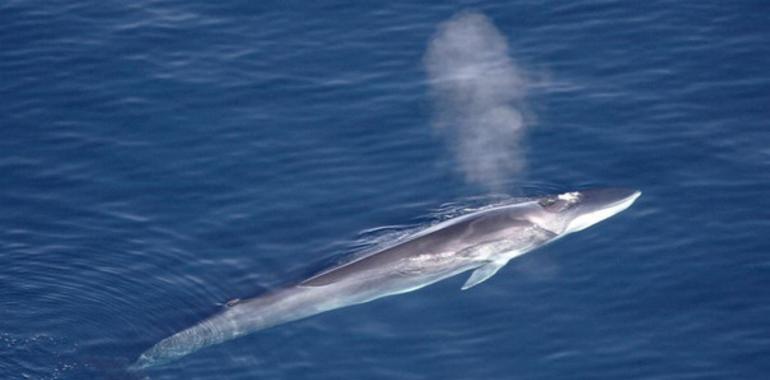 Rorcual común y gorila de montaña orillan la extinción