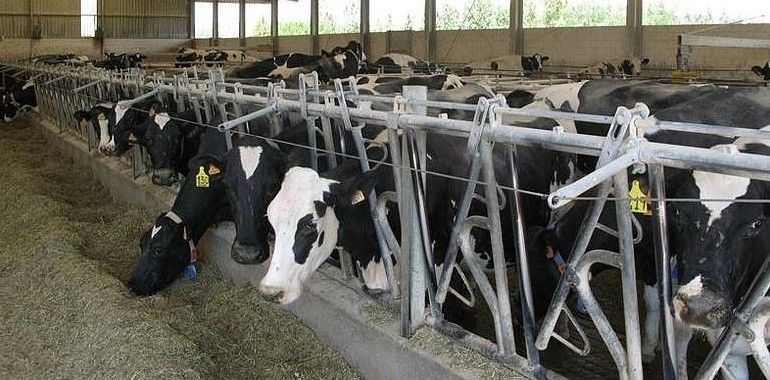 Foro exige que Asturias quede fuera del nuevo reglamento de purines