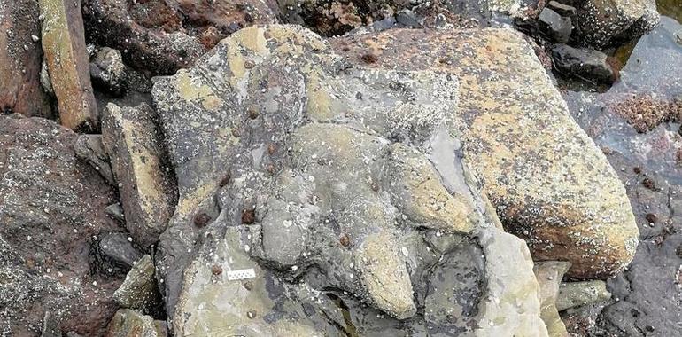 Recuperación de una huella de super dinosaurio en los acantilados de Tazones