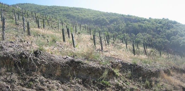 El MAPA finaliza las repoblaciones tras el incendio forestal en Degaña