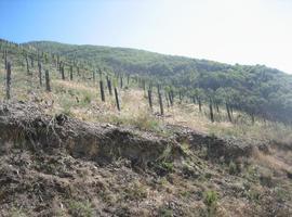 El MAPA finaliza las repoblaciones tras el incendio forestal en Degaña