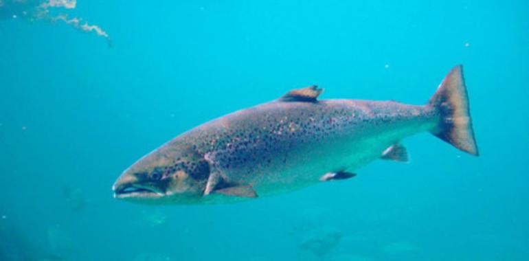 Refugios marinos para el salmón atlántico