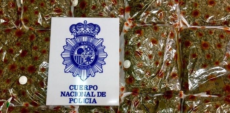 Desmantelada una plantación de más de 1.500 plantas de marihuana en Lugones