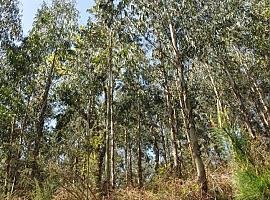 Las plantaciones de eucaliptos alteran el desarrollo de las larvas de anfibios