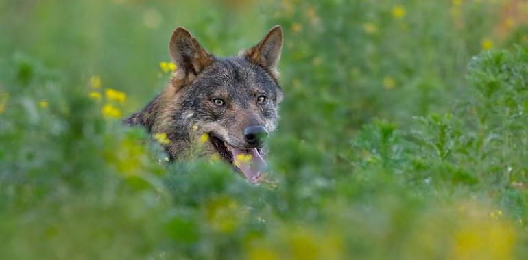 El conflicto entre lobos y ganaderos en Barbacana, la huella del lobo