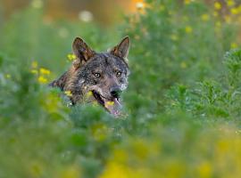 El conflicto entre lobos y ganaderos en Barbacana, la huella del lobo