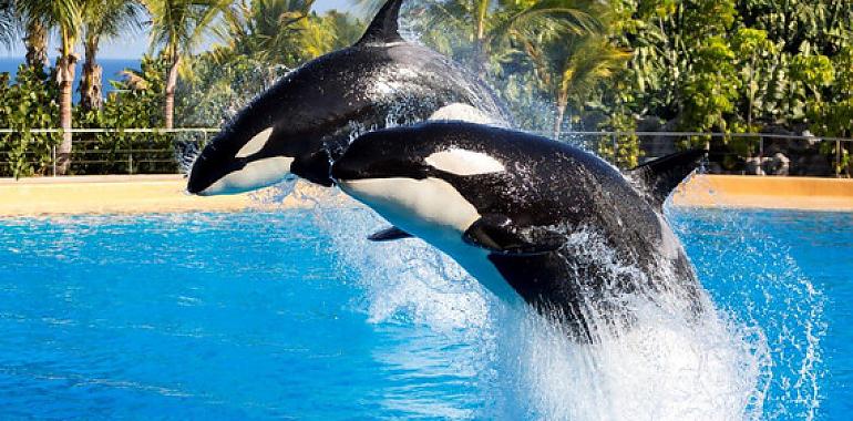 La injusta fama de las orcas, bonachonas y sensibles