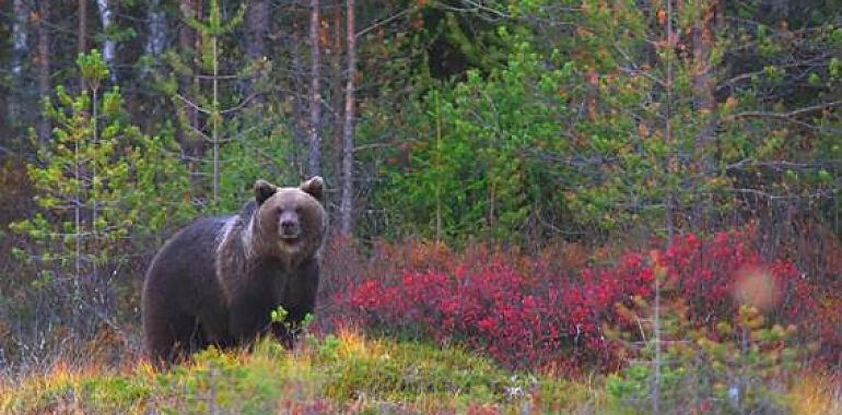 La población de osos pardos en la cordillera Cantábrica podría reducirse a la mitad en los próximos 50 años