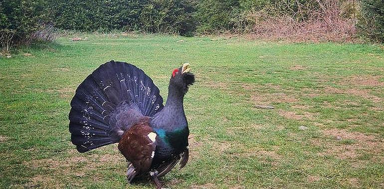 El primer censo completo revela que hay 292 ejemplares de urogallo cantábrico