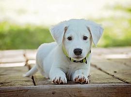  ¿Dónde alojarte con tu perro en Asturias