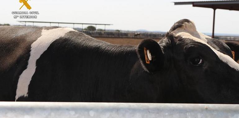 El Seprona investiga a dos hombres por manipular crotales en vacas que vendían