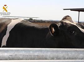 El Seprona investiga a dos hombres por manipular crotales en vacas que vendían