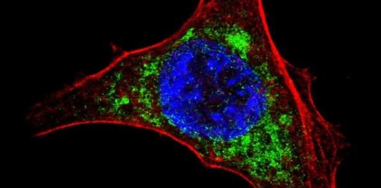 Científicos del CSIC desarrollan nuevas vacunas contra la hepatitis C