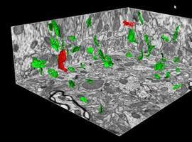 Nueva herramienta informática para el avance de la neurociencia