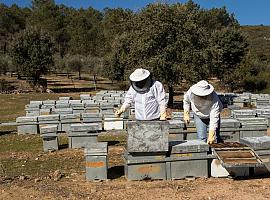 Los apicultores lanzan un grito de auxilio 