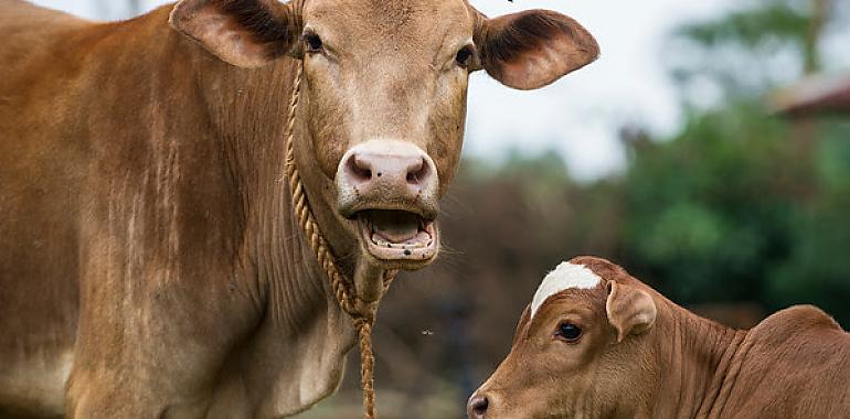 El Parlamento Europeo vota a favor de la agricultura ecológica y de limitar las macrogranjas