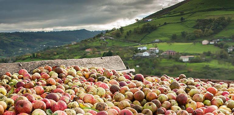 Jornada de Poda y Cuidados de Invierno al Manzano de Sidra en Villaviciosa