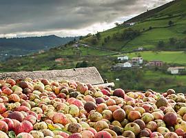 Jornada de Poda y Cuidados de Invierno al Manzano de Sidra en Villaviciosa