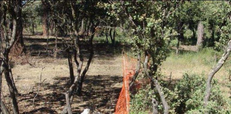 El pastoreo de ganado caprino es eficaz para la prevención de incendios