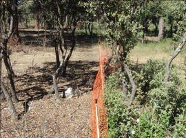 El pastoreo de ganado caprino es eficaz para la prevención de incendios