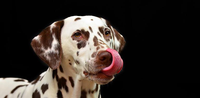 Los preparados de carne cruda para perros, un peligro bacteriano