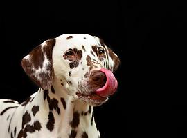 Los preparados de carne cruda para perros, un peligro bacteriano