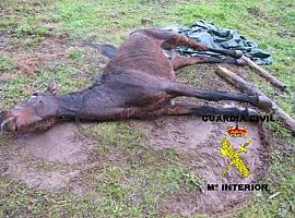 Investigado un vecino de Pravia que dejaba morir sin tratamiento alguno a un caballo con tétanos