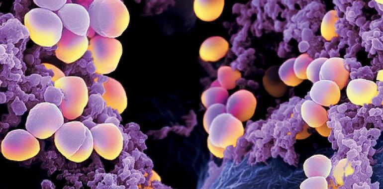 Dos nuevos antibióticos esperanza frente a bacterias multirresistentes