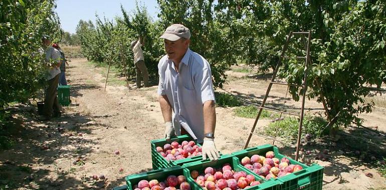 ASAJA, COAG y UPA piden “unidad de acción” para promocionar el consumo de fruta de hueso