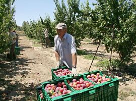 ASAJA, COAG y UPA piden “unidad de acción” para promocionar el consumo de fruta de hueso